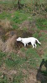 Hundeauslaufgebiet-Sandfang Kirchhain-Bild