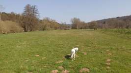 Hundeauslaufgebiet-Sandfang Kirchhain-Bild