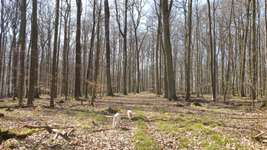Hundeauslaufgebiet-Wald bei Himmelsberg / Kirchhain-Bild