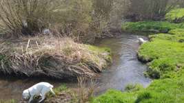 Hundeauslaufgebiet-Sandfang Kirchhain-Bild