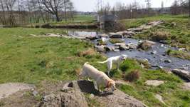 Hundeauslaufgebiet-Sandfang Kirchhain-Bild