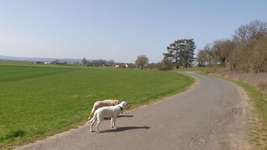 Hundeauslaufgebiet-Sandfang Kirchhain-Bild