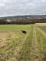 Hundeauslaufgebiet-Am Kneippbecken-Bild