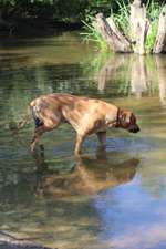 Hundeauslaufgebiet-Schunter-Badestelle-Bild
