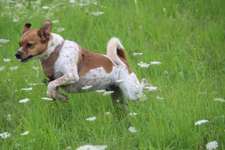 Hundeauslaufgebiet-Wolfenbüttel Exer-Bild