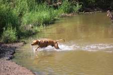 Hundeauslaufgebiet-Schunter-Badestelle-Bild