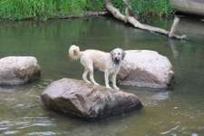 Hundeauslaufgebiet-Schunter-Badestelle-Bild
