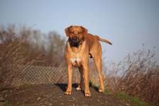 Hundeauslaufgebiet-Wolfenbüttel Exer-Bild