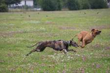 Hundeauslaufgebiet-Wolfenbüttel Exer-Bild