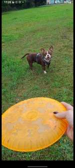 Hundeauslaufgebiet-Sahlkamp am Reiterstadion-Bild