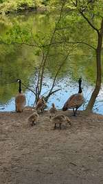 Hundeauslaufgebiet-Stadtwald-Bild