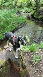 Hundeauslaufgebiet-Stadtwald-Bild