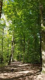 Hundeauslaufgebiet-Stadtwald-Bild