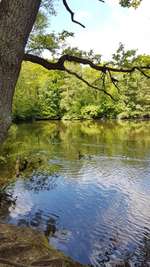 Hundeauslaufgebiet-Stadtwald-Bild