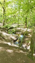 Hundeauslaufgebiet-Stadtwald-Bild