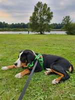 Hundeauslaufgebiet-Elfrather See-Bild