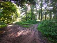 Hundeauslaufgebiet-Naturschutzgebiet Wentruper Berge-Bild
