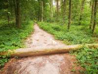 Hundeauslaufgebiet-Naturschutzgebiet Wentruper Berge-Bild