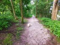 Hundeauslaufgebiet-Naturschutzgebiet Wentruper Berge-Bild