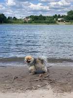 Zwergspitze-Beitrag-Bild