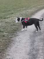 hunde geschirr xl-Beitrag-Bild