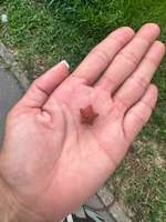 Ist das Rattengift?-Beitrag-Bild