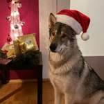 Ersteller:in Virginia Profilbild