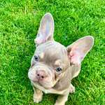 Ersteller:in Astrid Profilbild