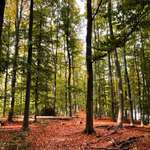 Hundeauslaufgebiet-Rundweg Köttinger See-Bild