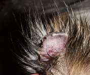 Haarausfall und Verkrusten der Ohrspitze-Beitrag-Bild