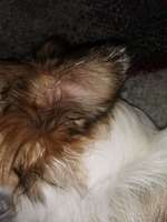 Haarausfall und Verkrusten der Ohrspitze-Beitrag-Bild