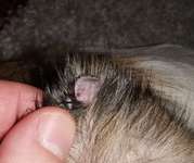 Haarausfall und Verkrusten der Ohrspitze-Beitrag-Bild