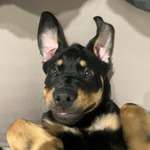 Ersteller:in Hediya Profilbild