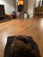 Beste Schermachine für Kleinhunde-Beitrag-Bild