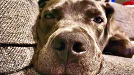 Cane Corso/American Bully-Beitrag-Bild