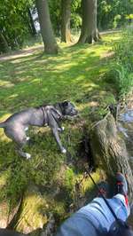 Cane Corso/American Bully-Beitrag-Bild