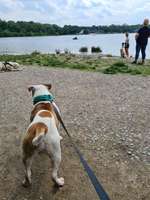 Hundeauslaufgebiet-Tutenbrocksee-Bild