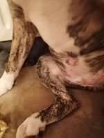 Nabelbruch-Beitrag-Bild