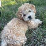 Hilfe bei der Stubenreinheit unseres Maltipoo-Welpen Coco gesucht 🐶-Beitrag-Bild