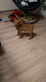 Was ist mein Hund für eine Rasse bzw Mischling ?-Beitrag-Bild