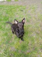 Was ist mein Hund für eine Rasse bzw Mischling ?-Beitrag-Bild