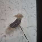 Ersteller:in Fellnase Profilbild