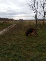 Hundeauslaufgebiet-Querweg-Bild