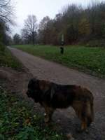 Hundeauslaufgebiet-Monte Scherbelino-Bild