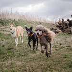 Ersteller:in Gassi Profilbild