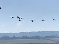 Hundeauslaufgebiet-Anglerseen-Bild