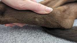 Druckstellen (?) an den Hinterbeinen-Beitrag-Bild