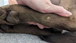 Druckstellen (?) an den Hinterbeinen-Beitrag-Bild