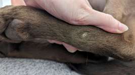 Druckstellen (?) an den Hinterbeinen-Beitrag-Bild