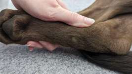 Druckstellen (?) an den Hinterbeinen-Beitrag-Bild